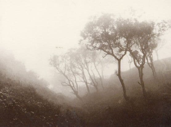 Whitby Trees in a Msty Valley Award Winning Victorian Photo Yorkshire Postcard