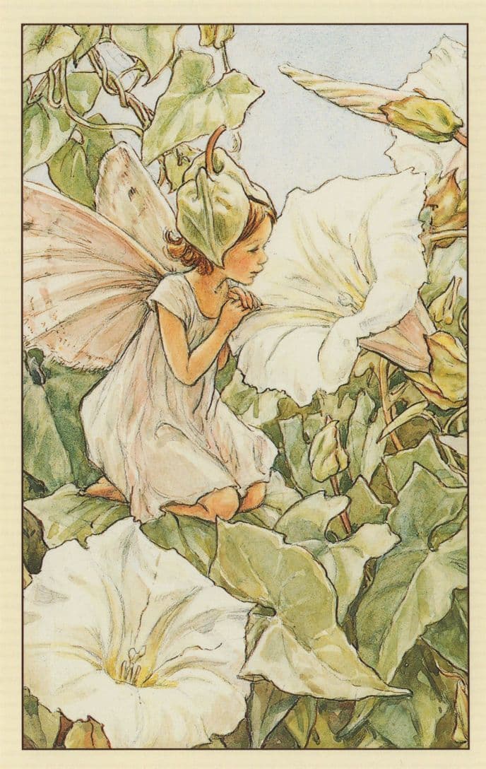 White Bindweed Fairy Fairies Old Book Stunning Postcard