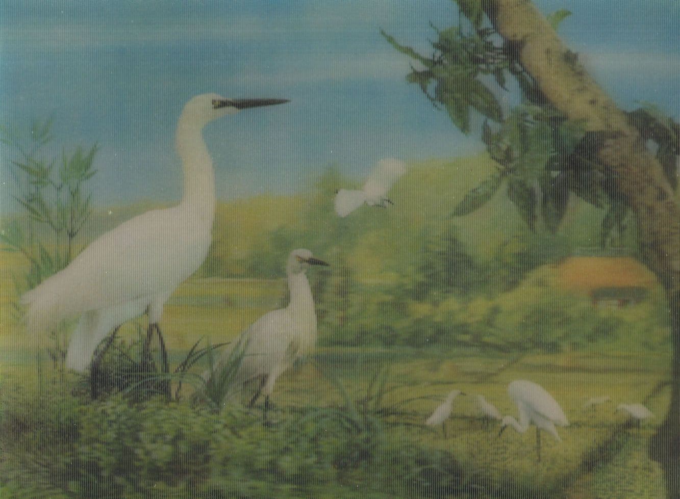 White Bird Egret Black Beak 3D Three Dimensional Bird Postcard