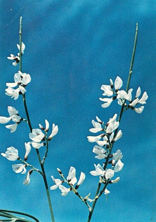 White Broom Negev Wild Sand Dunes Hebrew Plant Flower Postcard