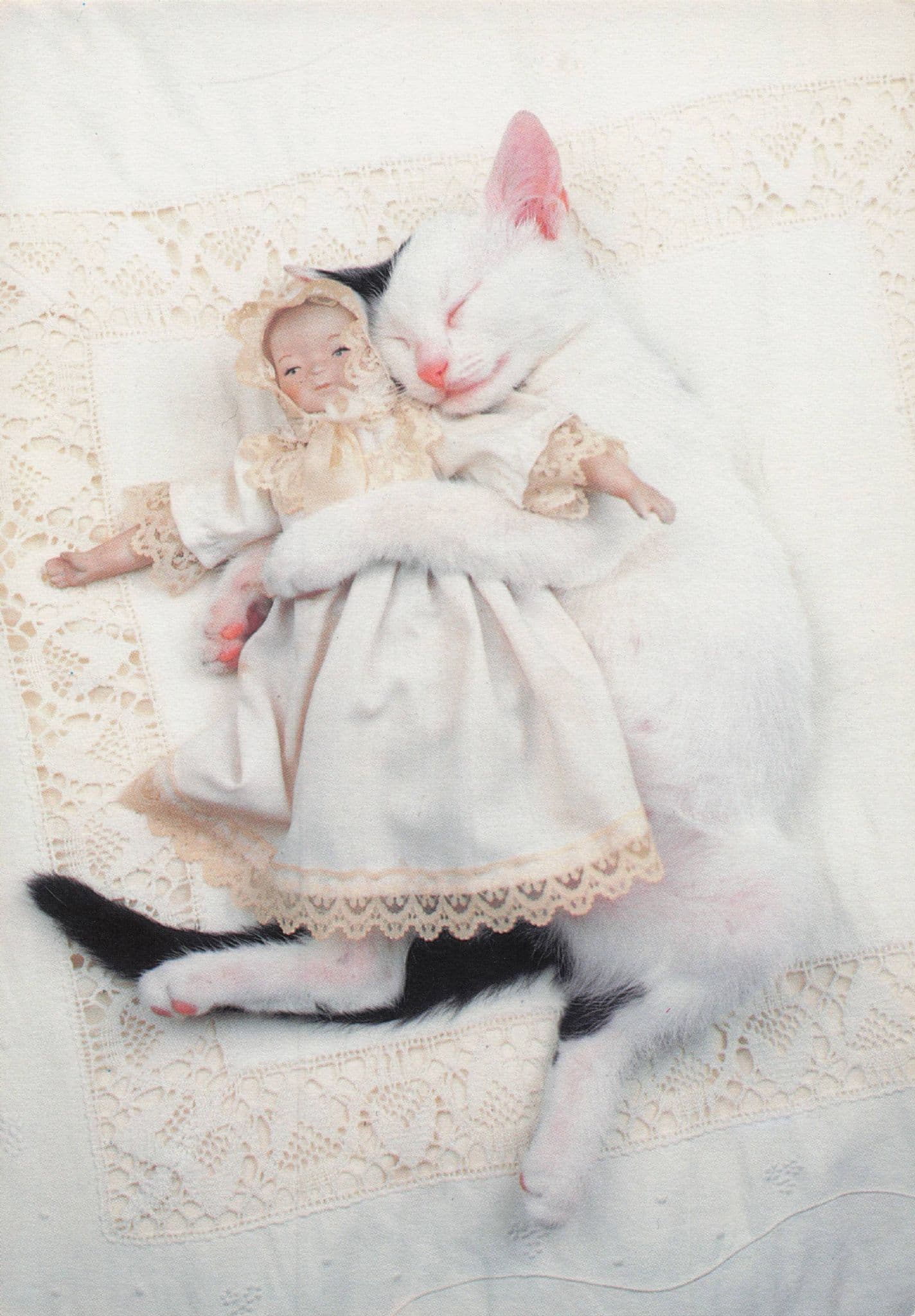 White Cat Cuddling Toy Doll Sleeping Amazing Holland Photo Art Postcard