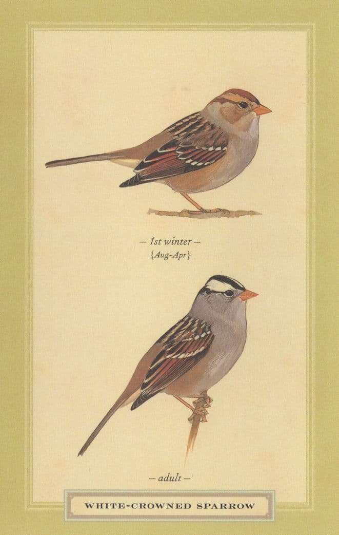 White Crowned Sparrow Adult & 1st Winter Bird Stunning Postcard