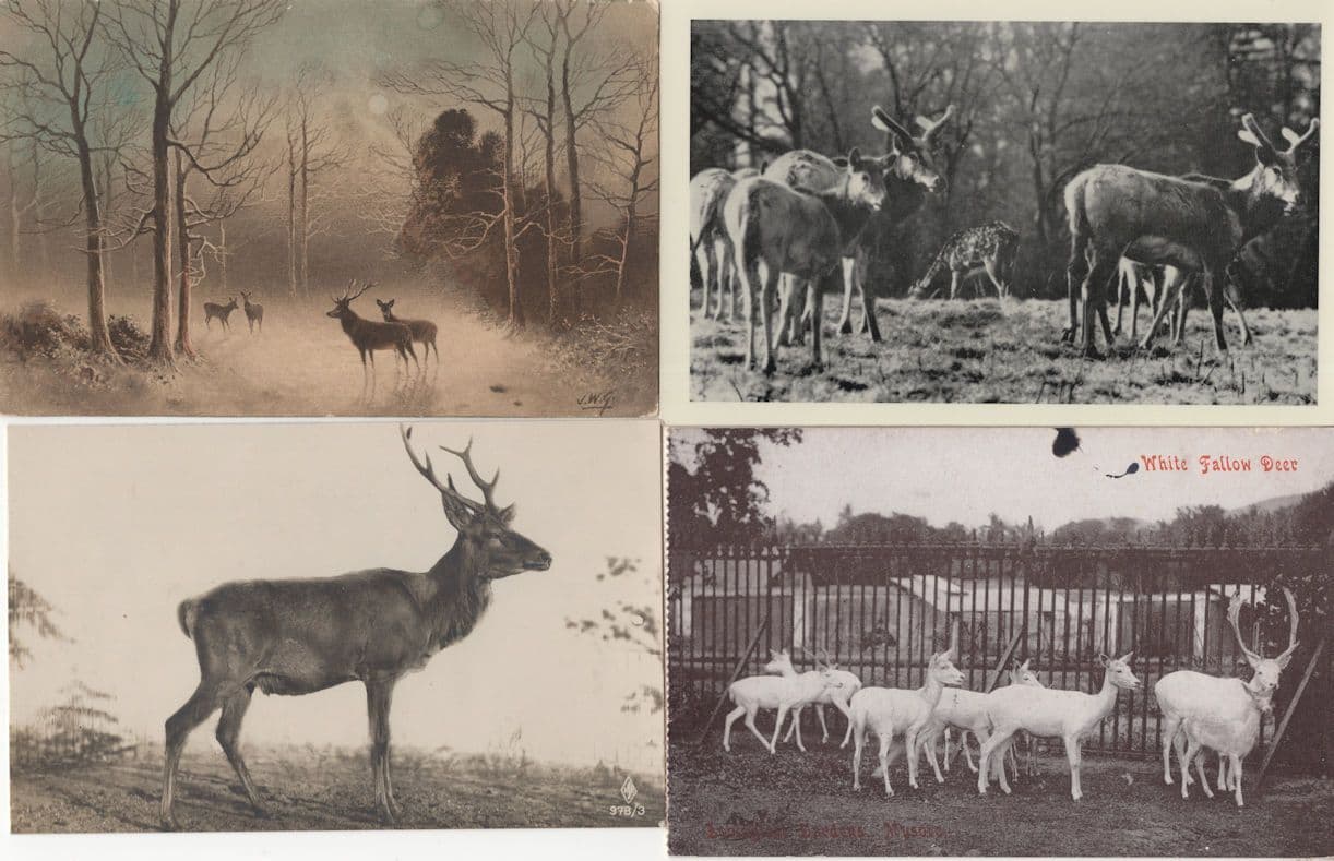 White Fallow Deer Woburn Park Painting 4x Antique Deers Postcard