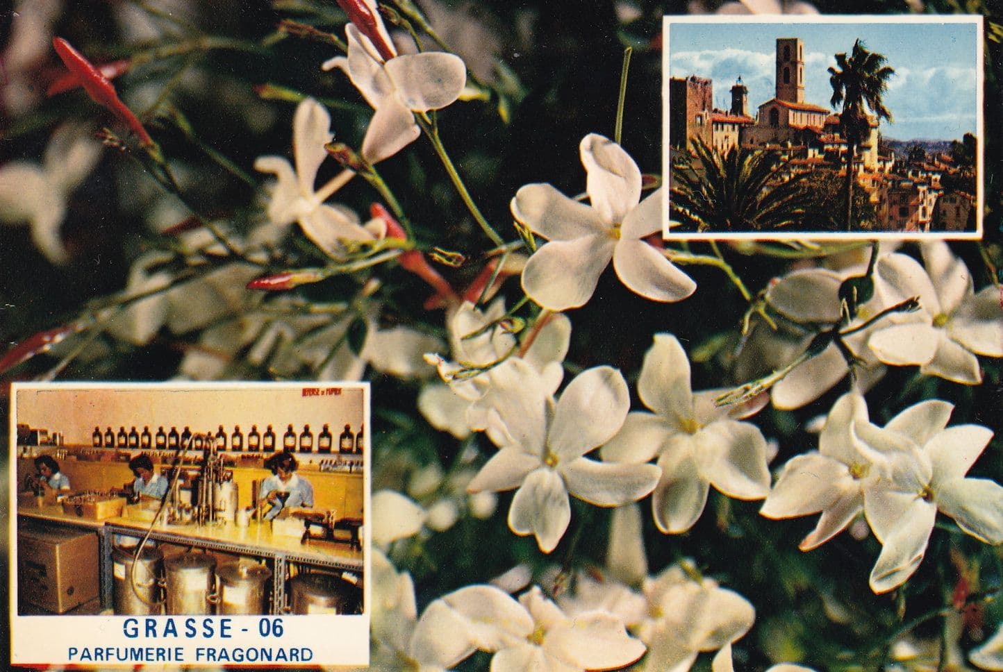 White Flowers Perfume French Women Labourers Perfumerie Grasse Fragonard Postcard