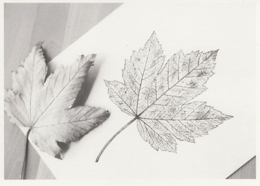 White Frosted Stinging Nettle Dot Leaf Leaves German Postcard