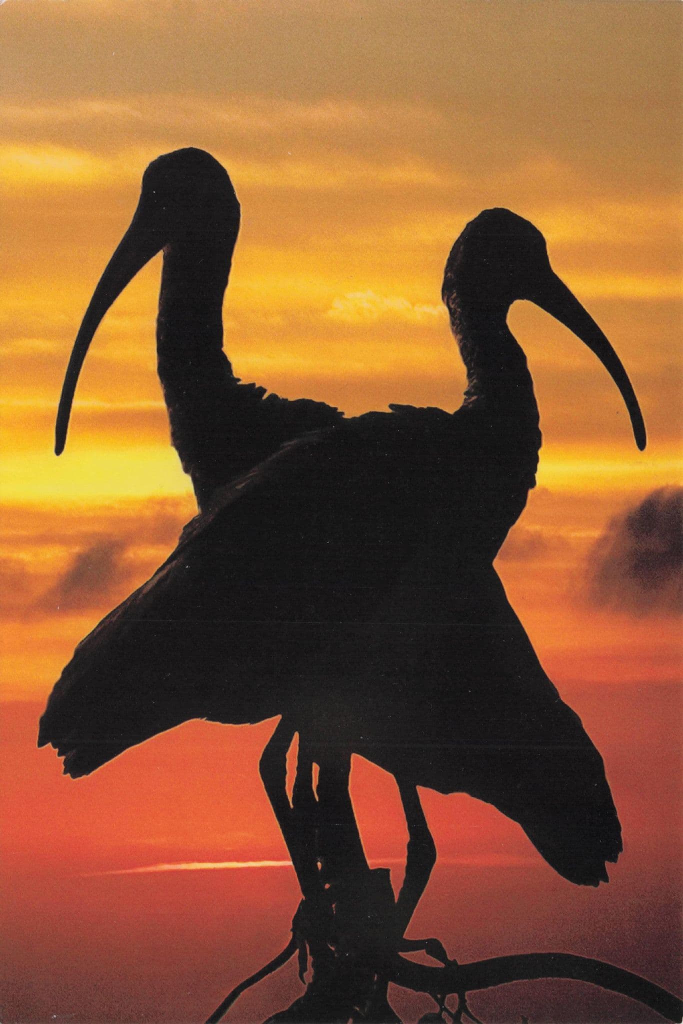 White Ibis Sunset Bird Stork Amazing Florida Photo Award Postcard