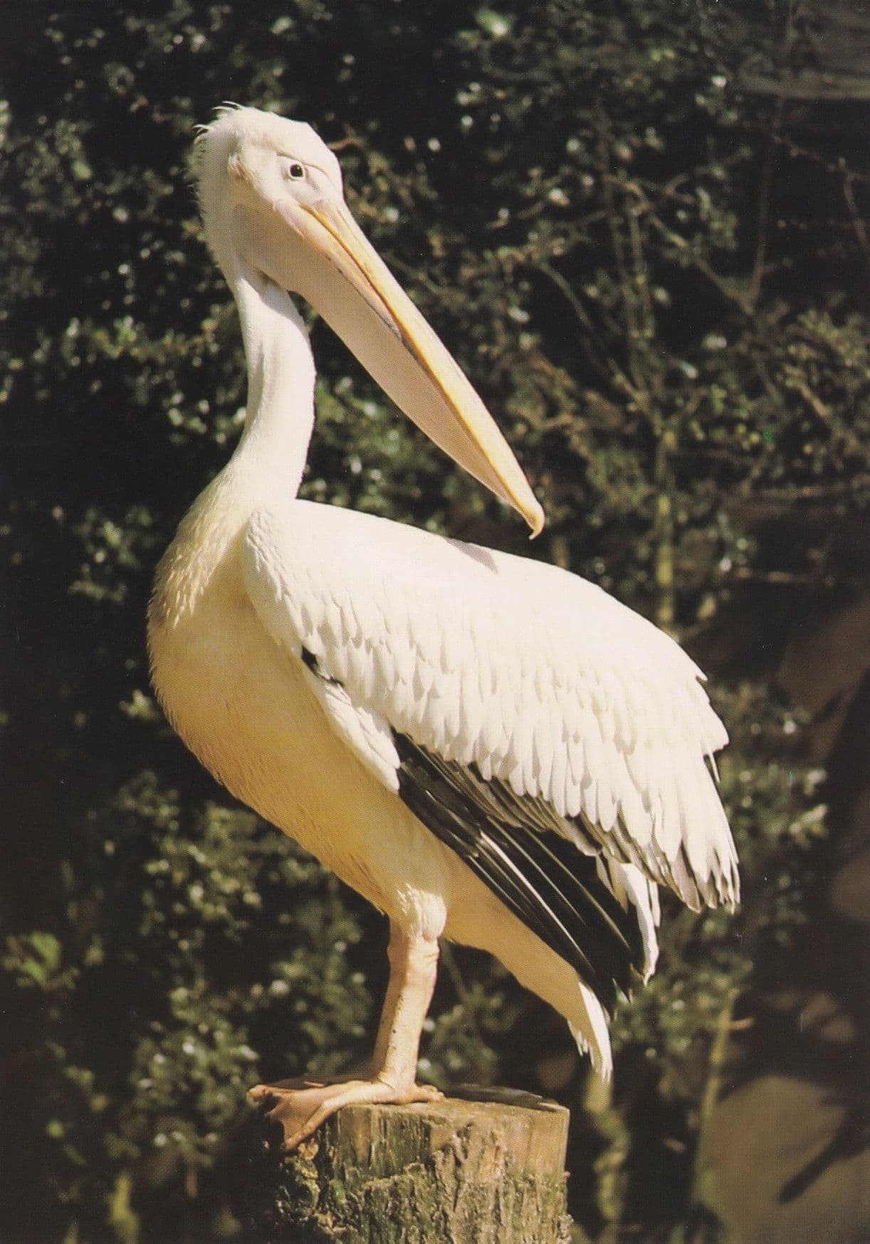 White Pelican Bird Birdworld Farnham Surrey 1980s Postcard