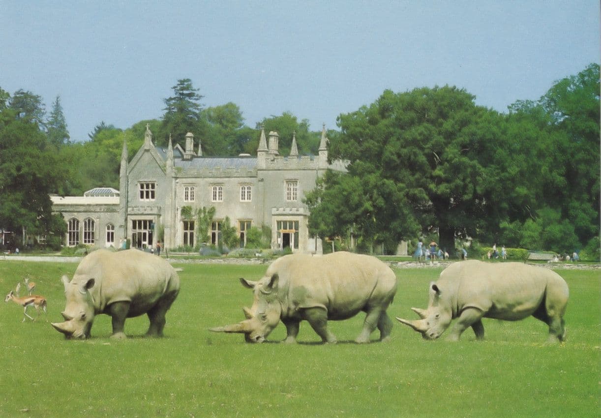 White Rhinos at Cotswold Wild Life Park Postcard