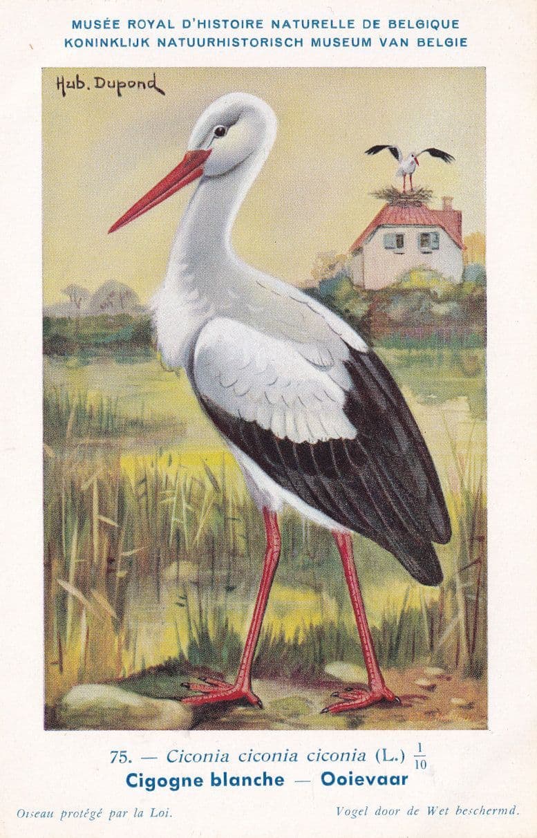 White Stork Ciconia Ciconia WW2 Rare Bird Postcard