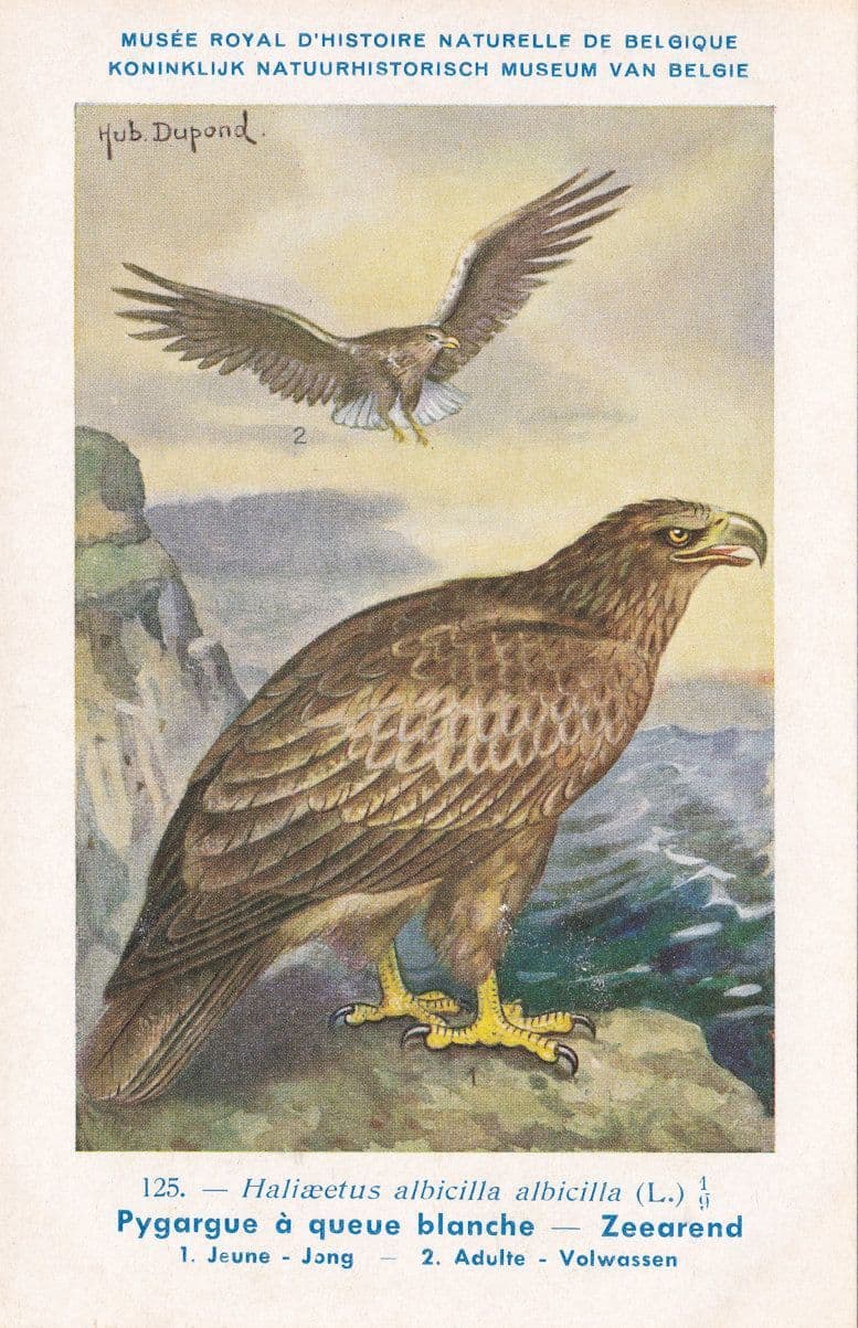 White Tailed Eagle Haliaeetus Albicilla WW2 Rare Bird Postcard