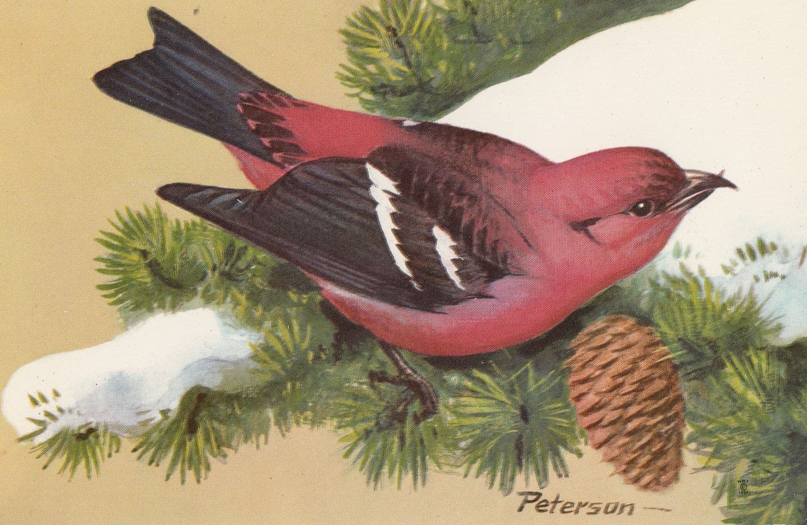White Winged Crossbill Bird Postcard