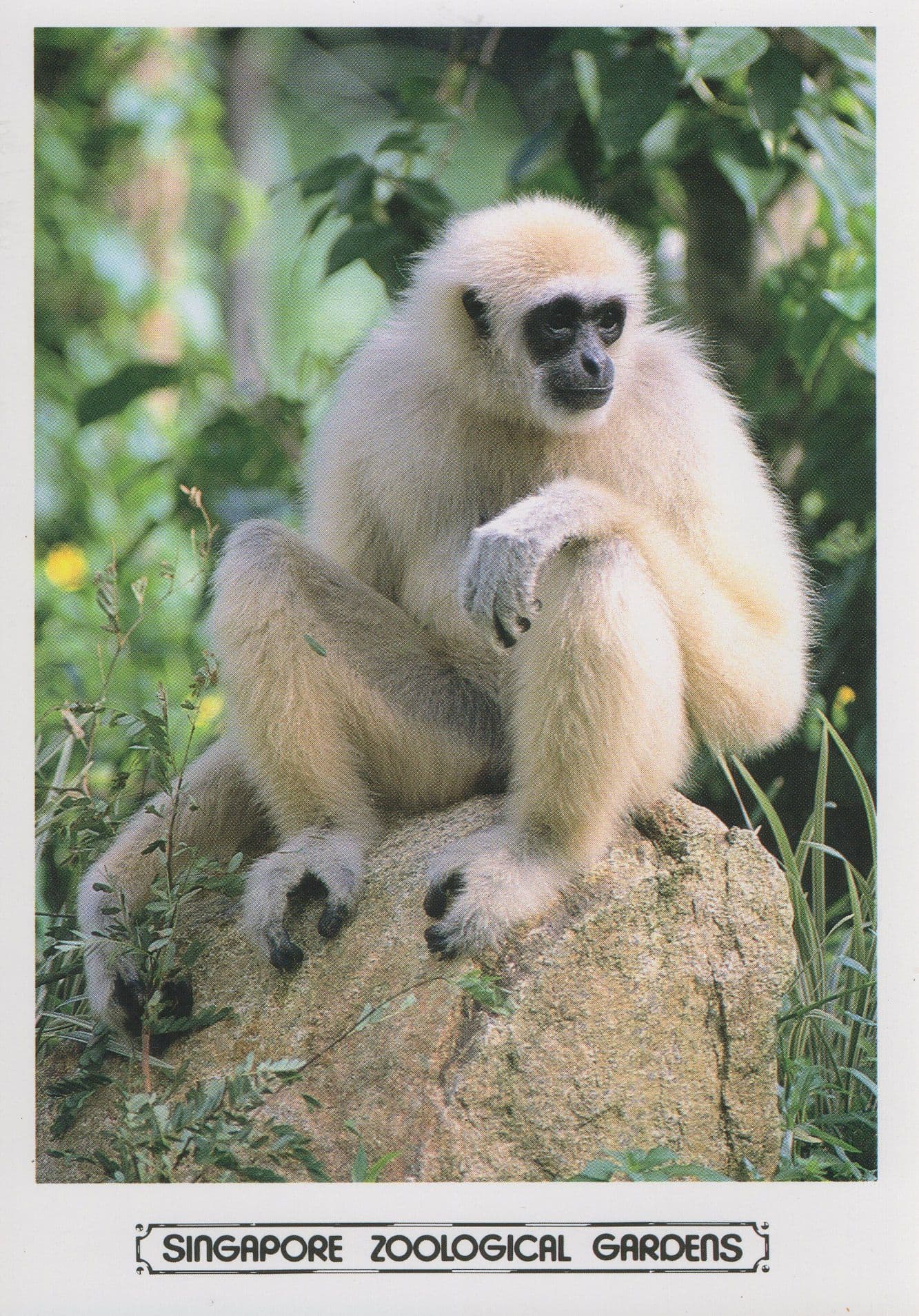 Whitehand Gibbon at Singapore Zoological Gardens Zoo Postcard