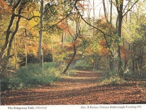 Whiteleaf Forest Woods Bucks Womens Institute Postcard