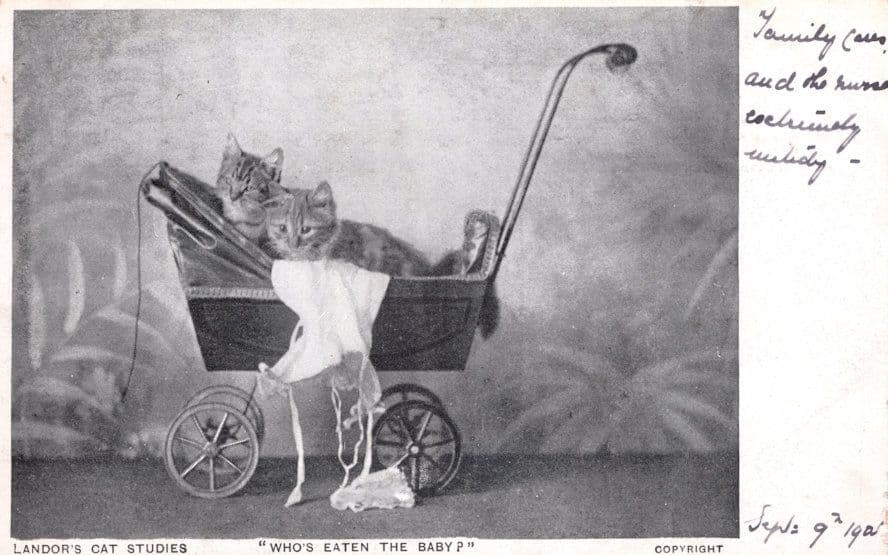 Who Has Eaten The Baby Cats With Pram Antique Comic Cat Postcard