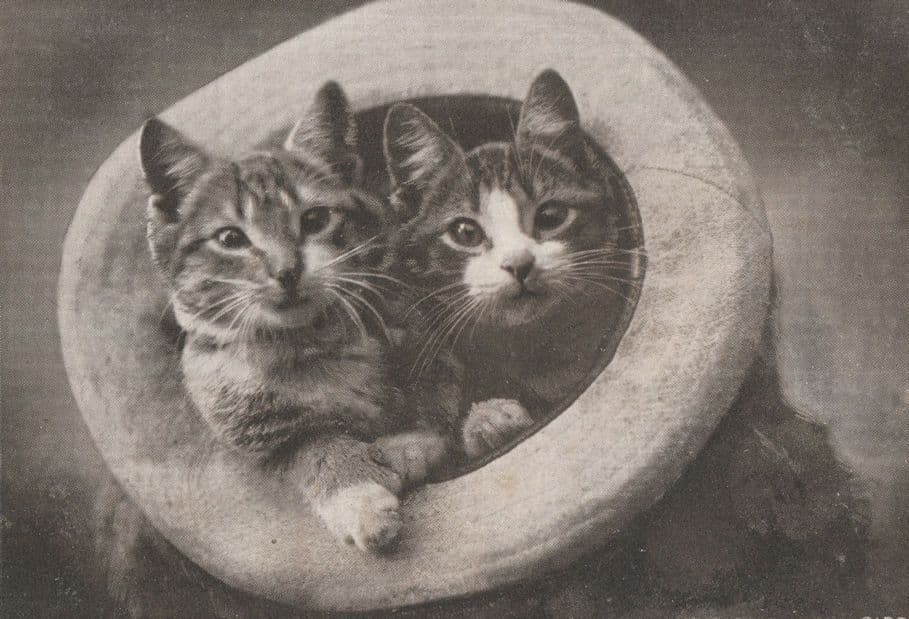 Who Said Dicky Birds Cats Kittens In Toilet Comic Old PB Postcard