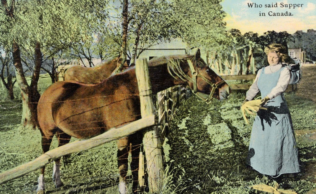 Who Said Supper In Canada Antique Comic Horse Animal Postcard