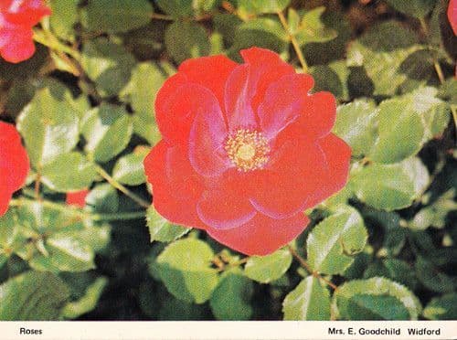 Widford Essex Garden Flowers Rose Roses Blossom Womens Institute Postcard
