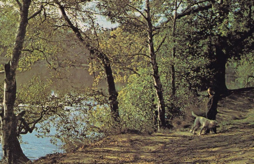 Wild Dog With Owner At Cutmill Surrey Rare 1980s Postcard