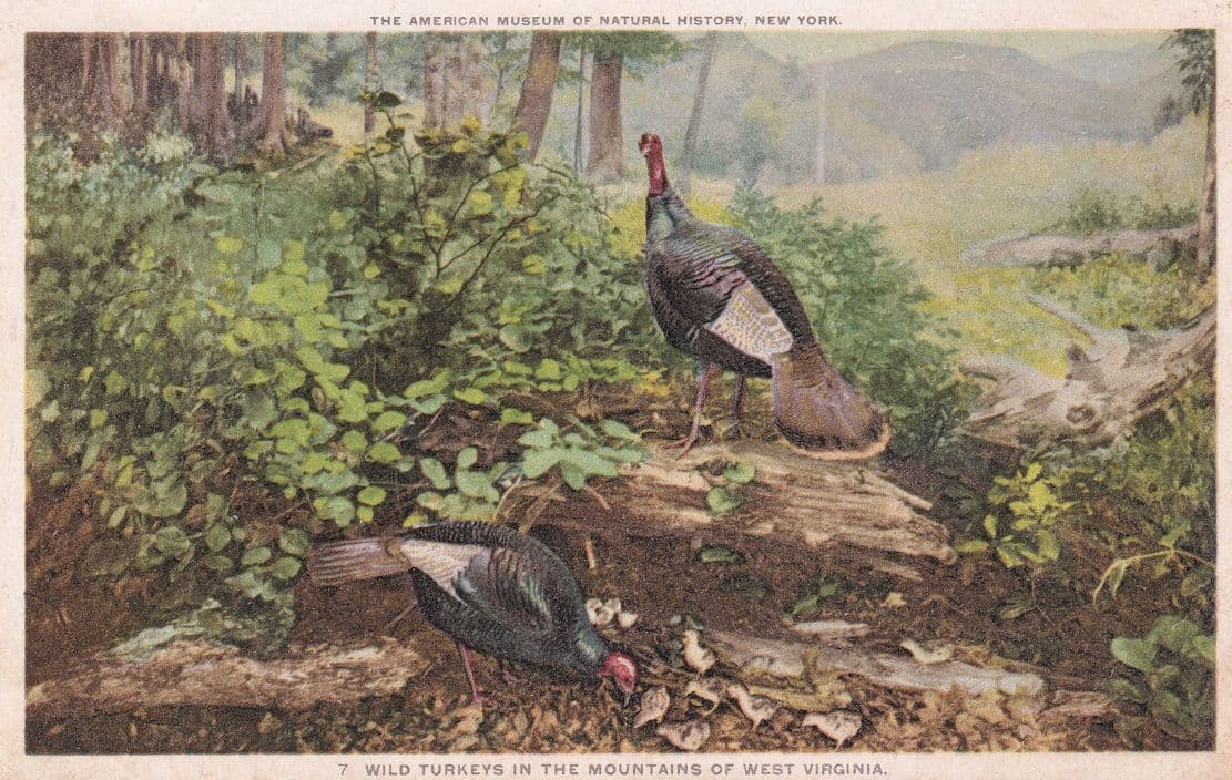 Wild Turkeys in West Virginia Old Bird Egg Shells Nest Postcard