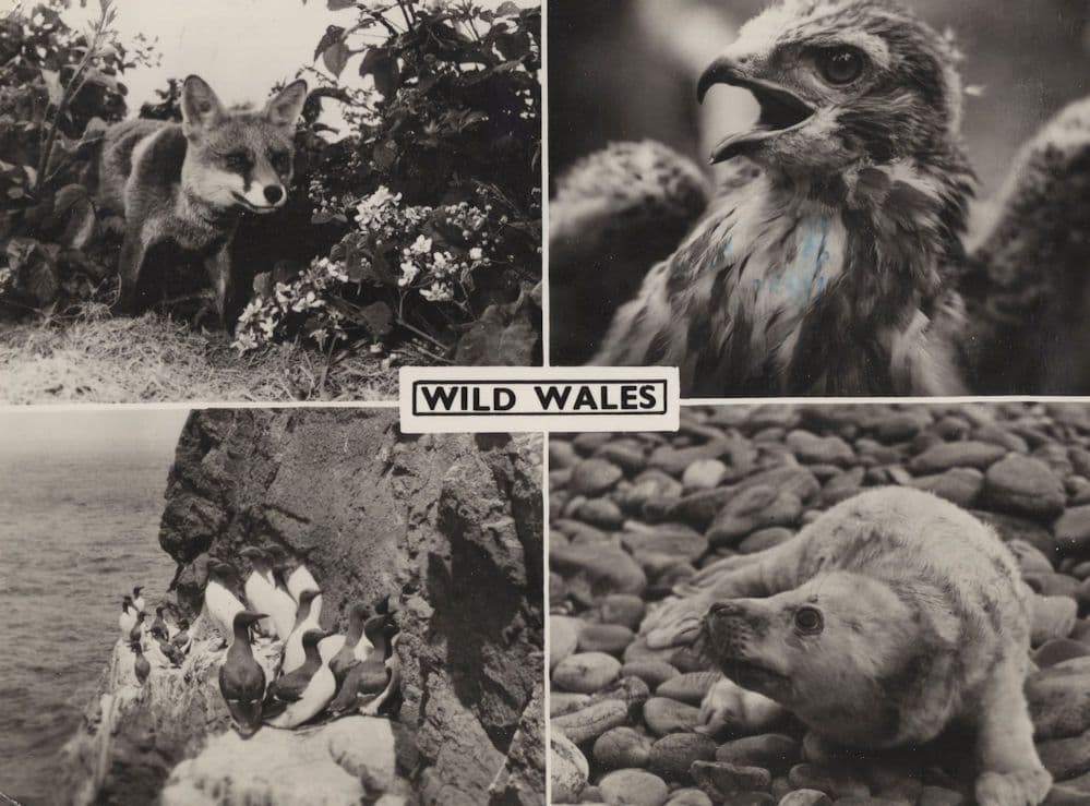 Wild Wales Welsh Angry Bird Fox Scared Seal 1960s RPC Postcard
