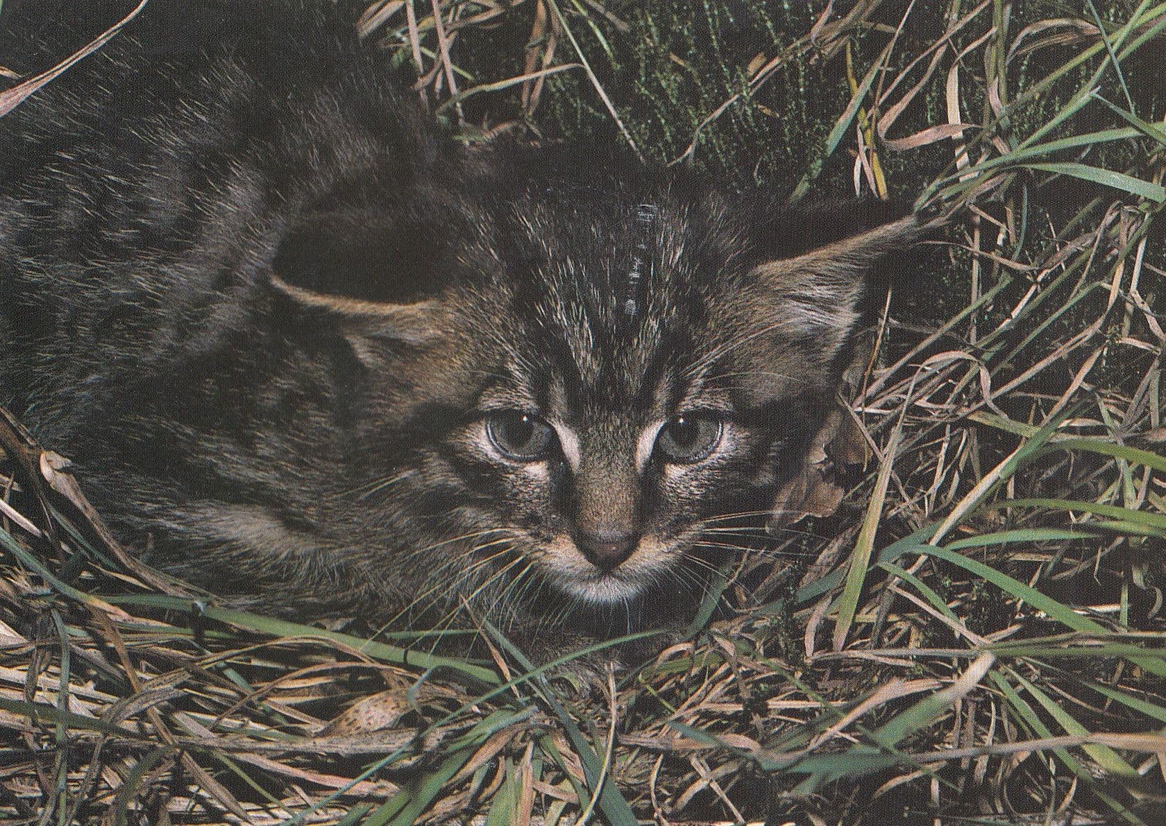 Wildcat Kitten Resting Postcard