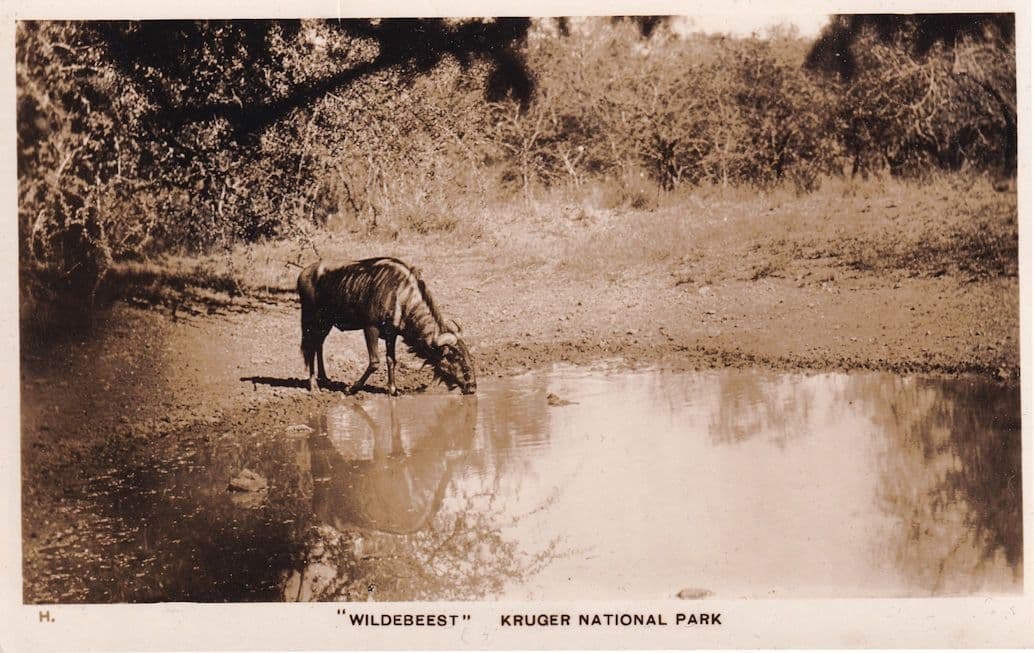 Wildebeest Kruger National Park Real Photo Postcard