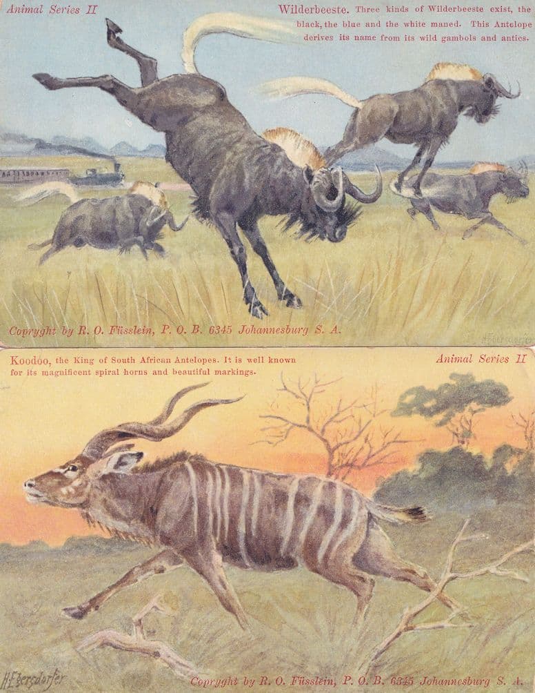 Wilderbeeste Koodoo Antelope 2x Old Postcard s