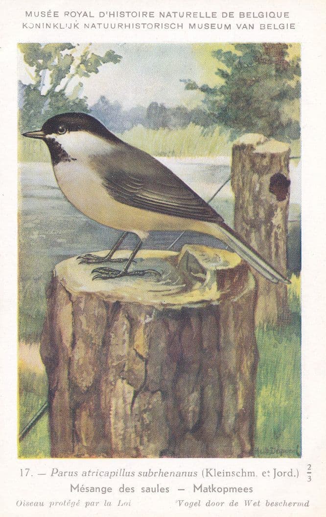 Willow Tit Mesange Des Saules Rare WW2 Bird Postcard