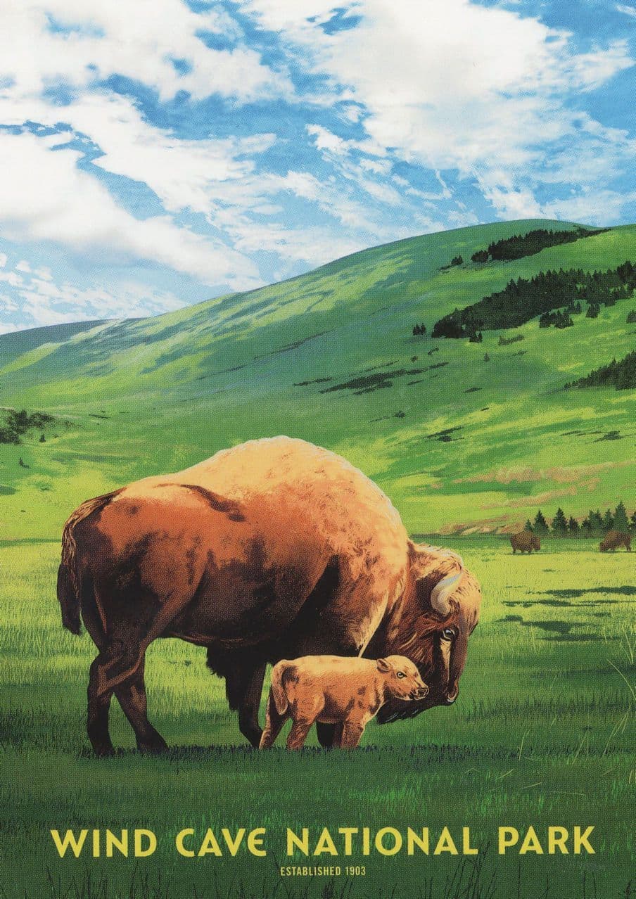 Wind Cave National Park North Dakota Pine Forests Painting USA Postcard