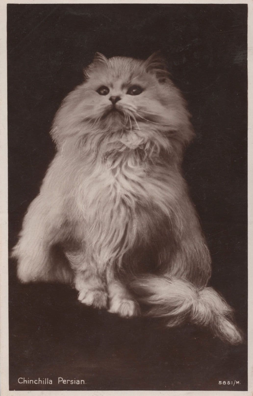 Winston Churchill Persian Military Cat Valentines RPC Old Postcard