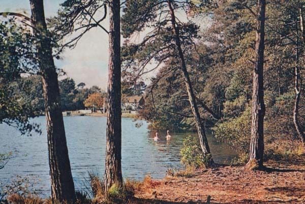 Wisley Pond Surrey Pine Trees Heather Bush Portsmouth Road River Postcard