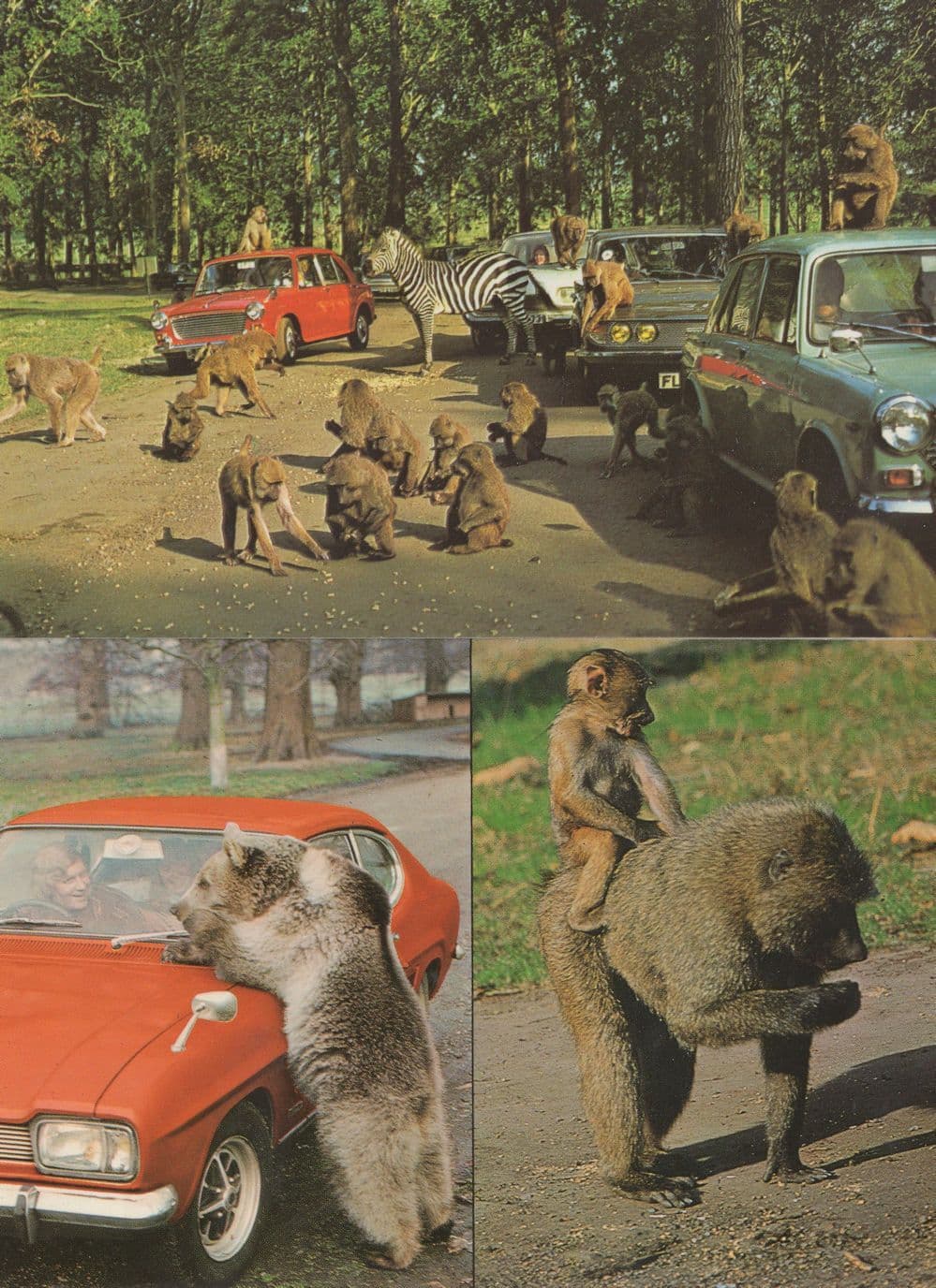 Woburn Animal Kingdom 2x Postcard s