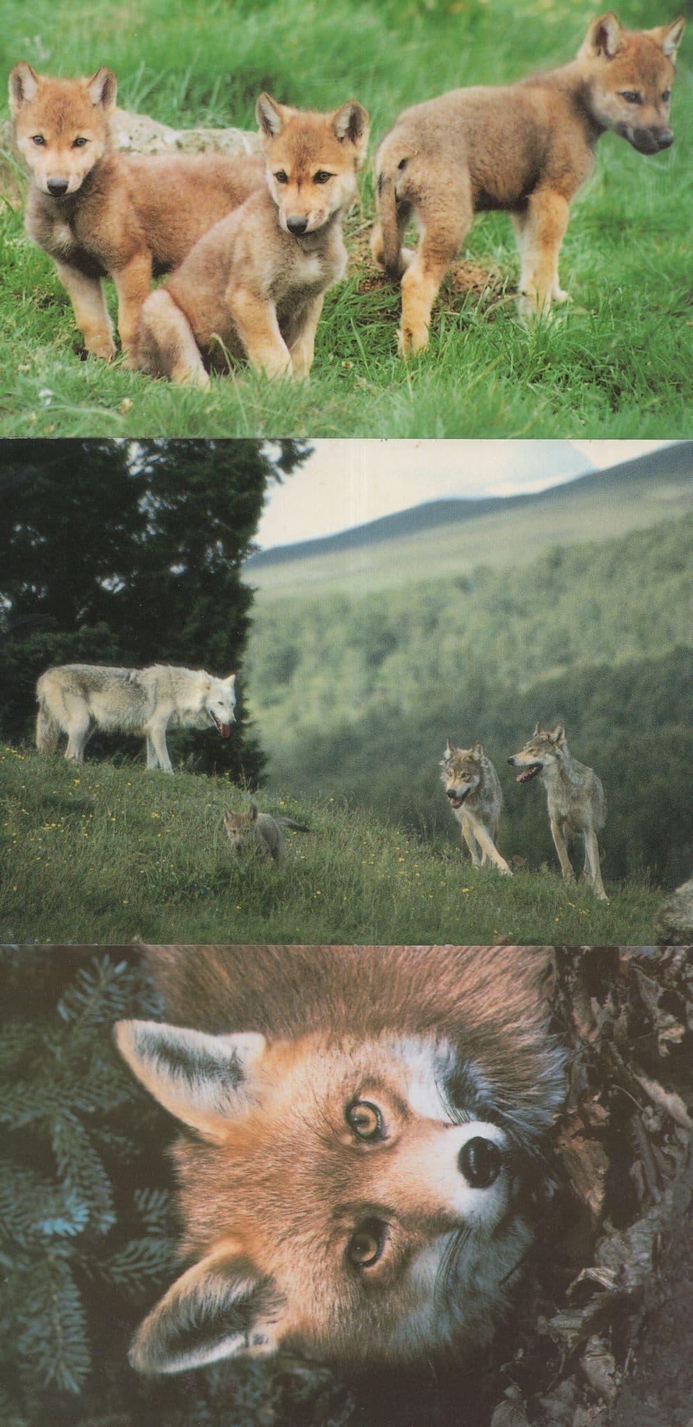 Wolves In Scotland Fox 3x Scottish Wolf Cubs Postcard s