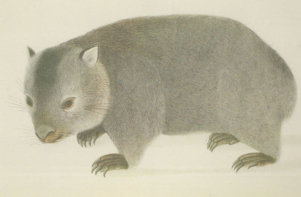 Wombat Painting Rare British Library Painting Postcard
