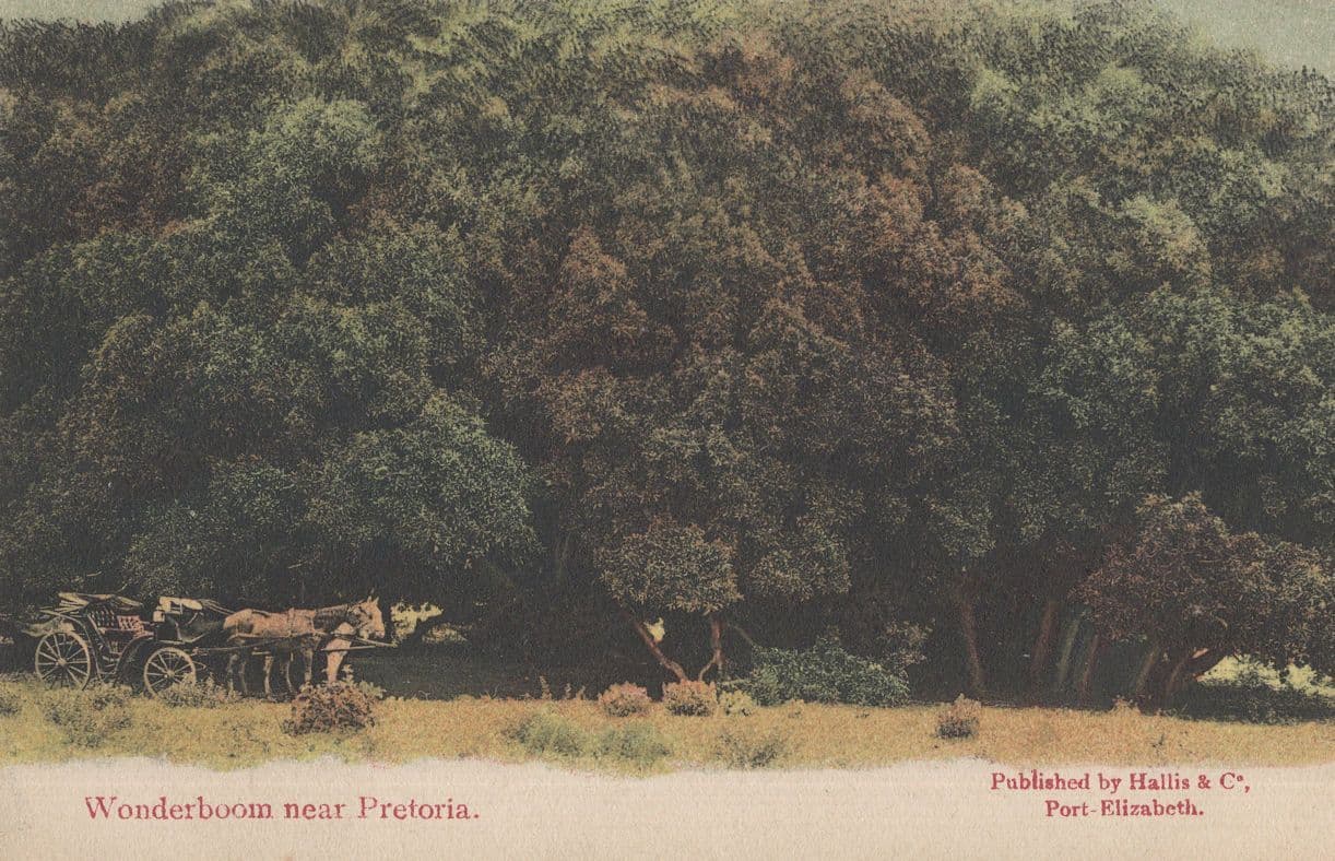 Wonderboom Pretoria Antique South Africa Postcard