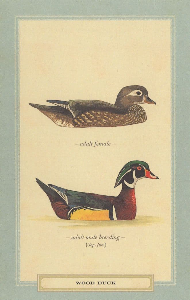 Wood Duck Bird Breeding Stunning Postcard