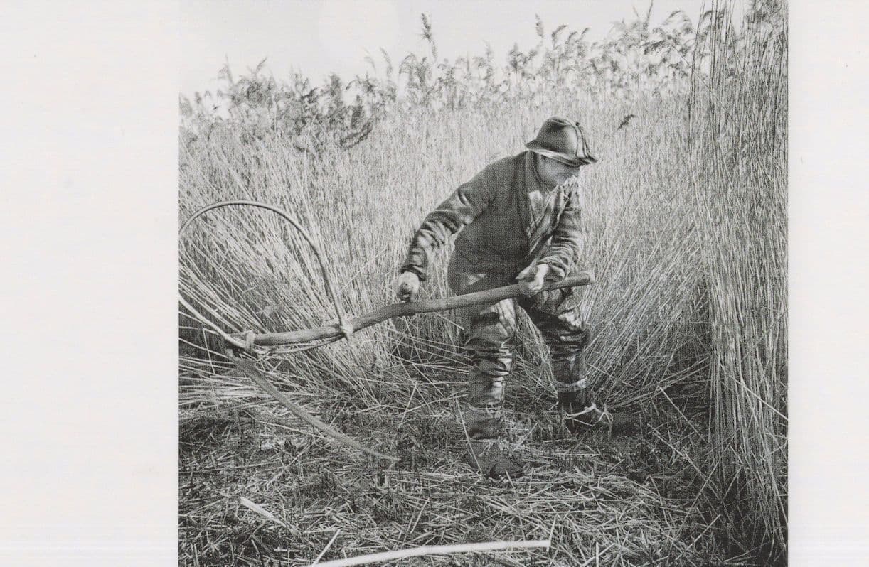 Woodbastwick Marshes Norfolk Cutting Reeds Farming Photo Postcard