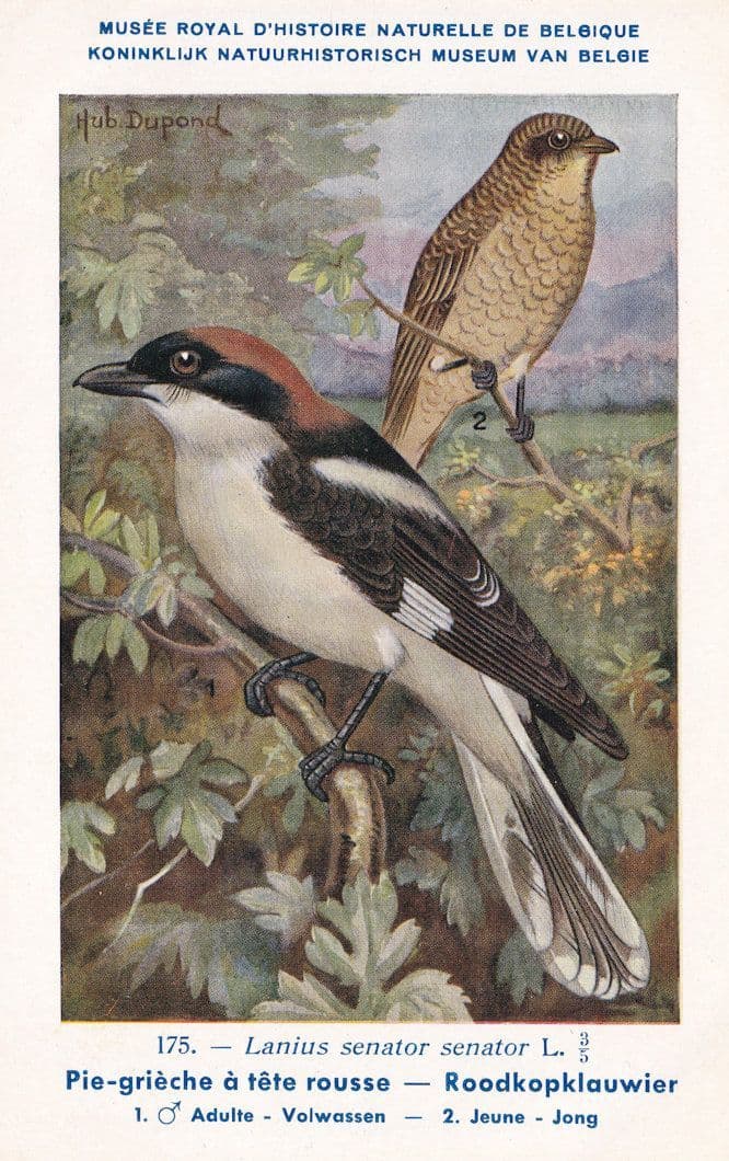 Woodchat Shrike Lanius Senator WW2 Bird Rare Postcard