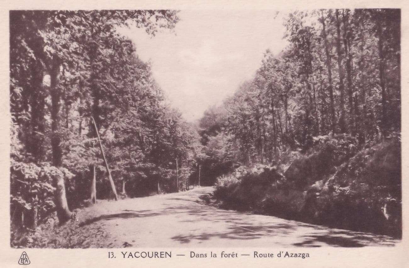 Yacouren Forest Road Northern Algeria Syria Old Postcard