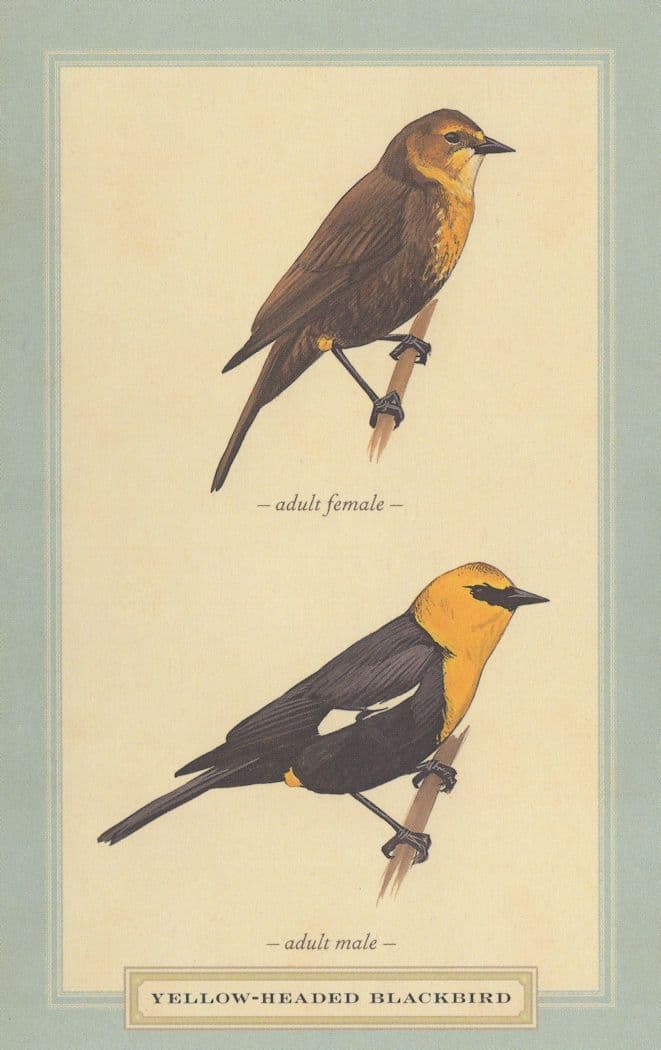 Yellow Beaded Blackbird Male & Female Stunning Postcard
