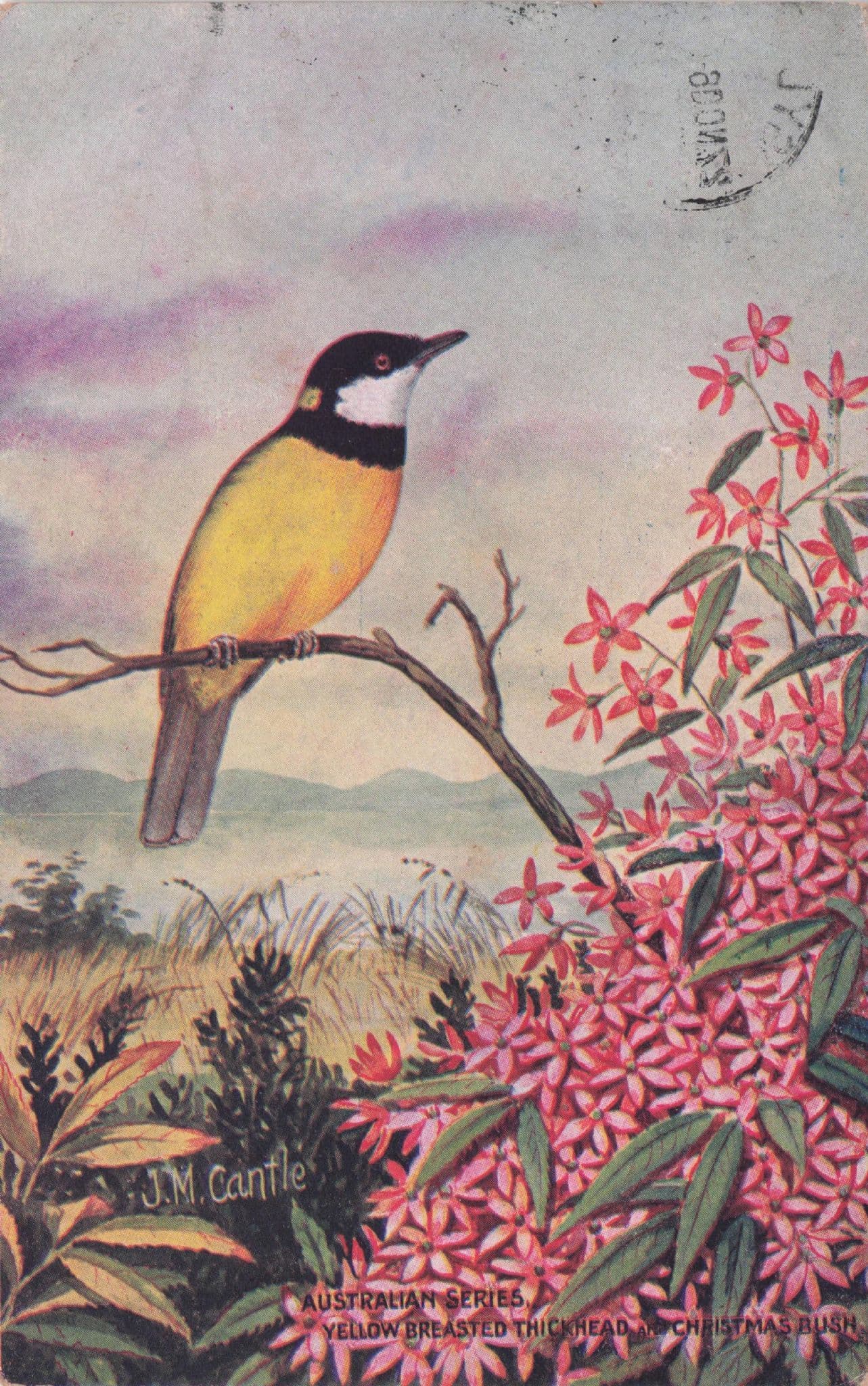 Yellow Breasted Australian Thickhead Bird on Xmas Bush Old Postcard