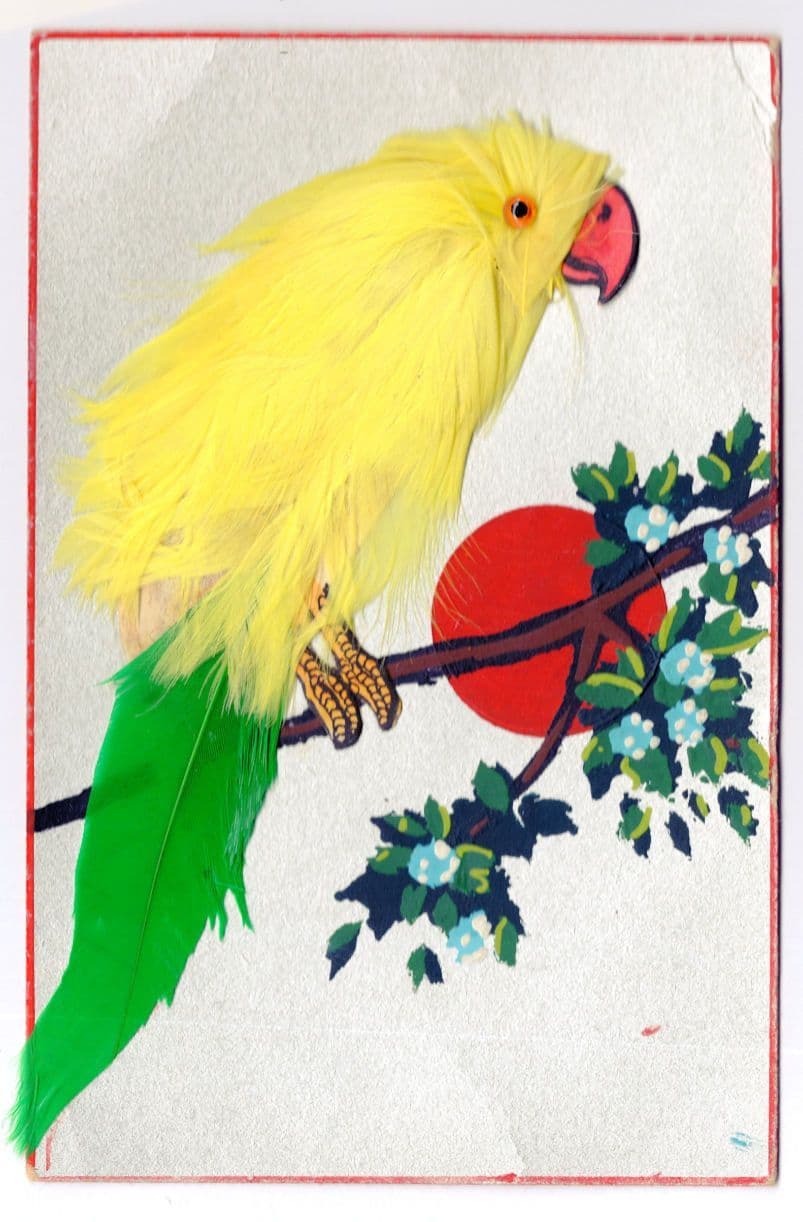 Yellow & Green Parrot on Tree At Sunset Real Feathers Bird Old Postcard