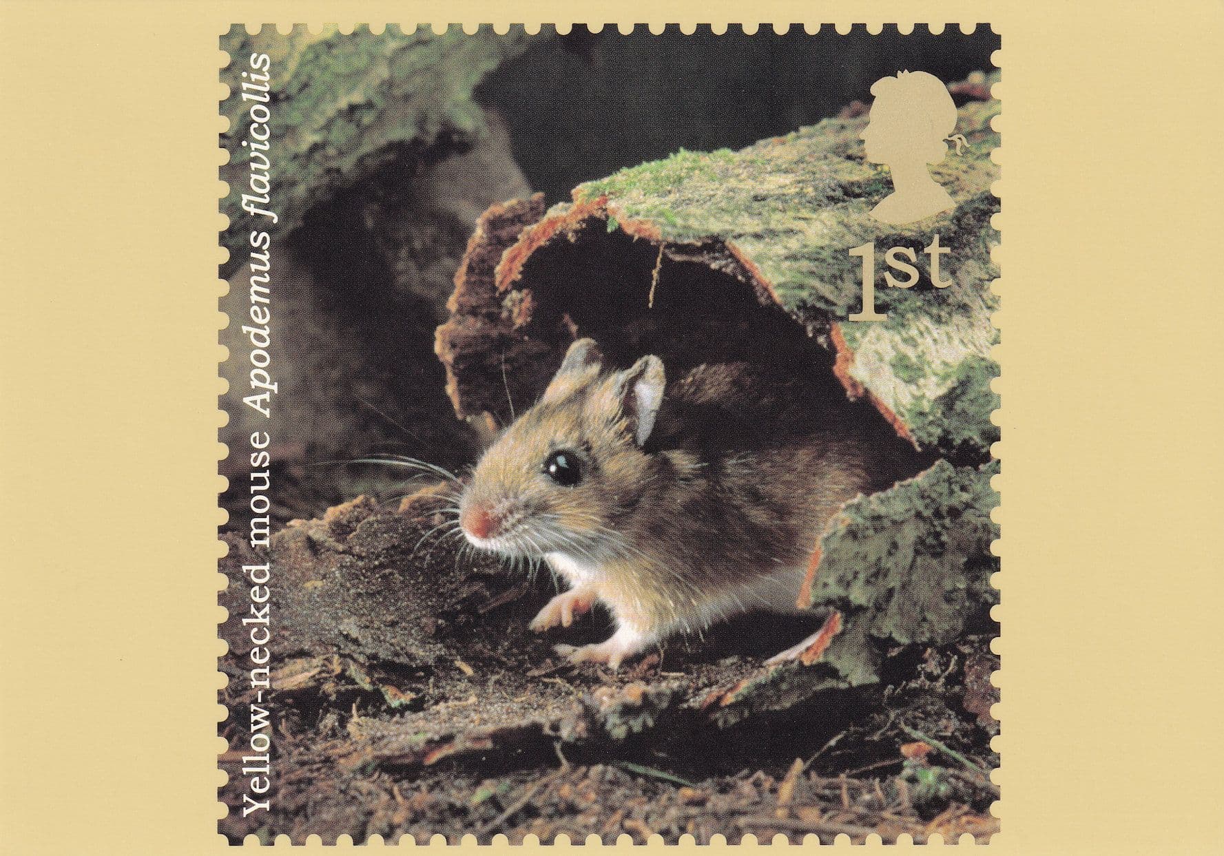 Yellow Necked Mouse Postcard