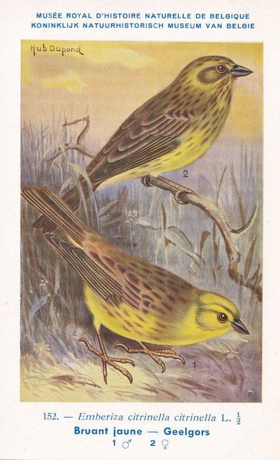 Yellowhammer Bunting Emberiza Citrinella WW2 Bird Rare Postcard