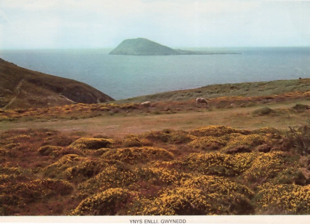 Ynys Enlli Gwynedd Welsh Postcard