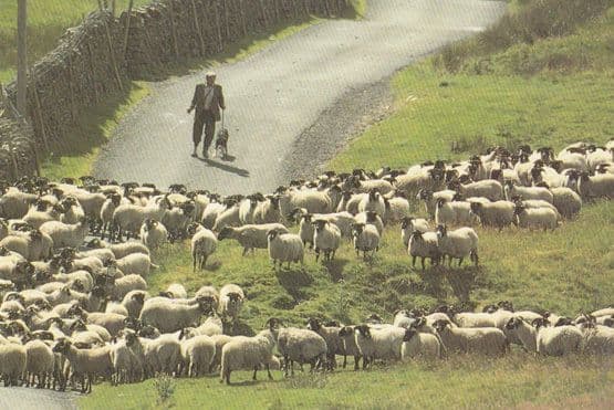 Yorkshire Farmer Struggling To Control His Sheep Postcard