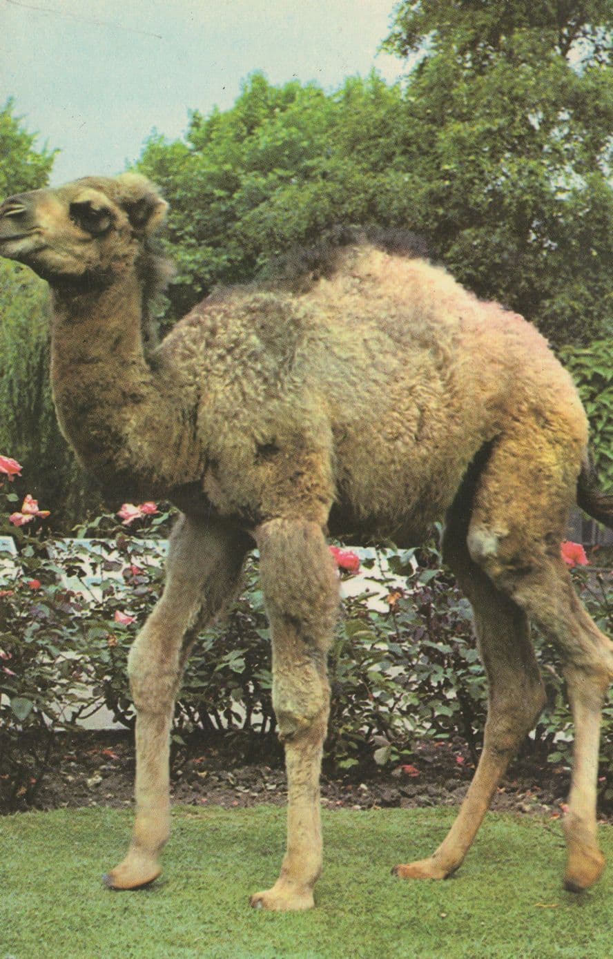 Young Arabian Camel at London Zoo 1970s Postcard