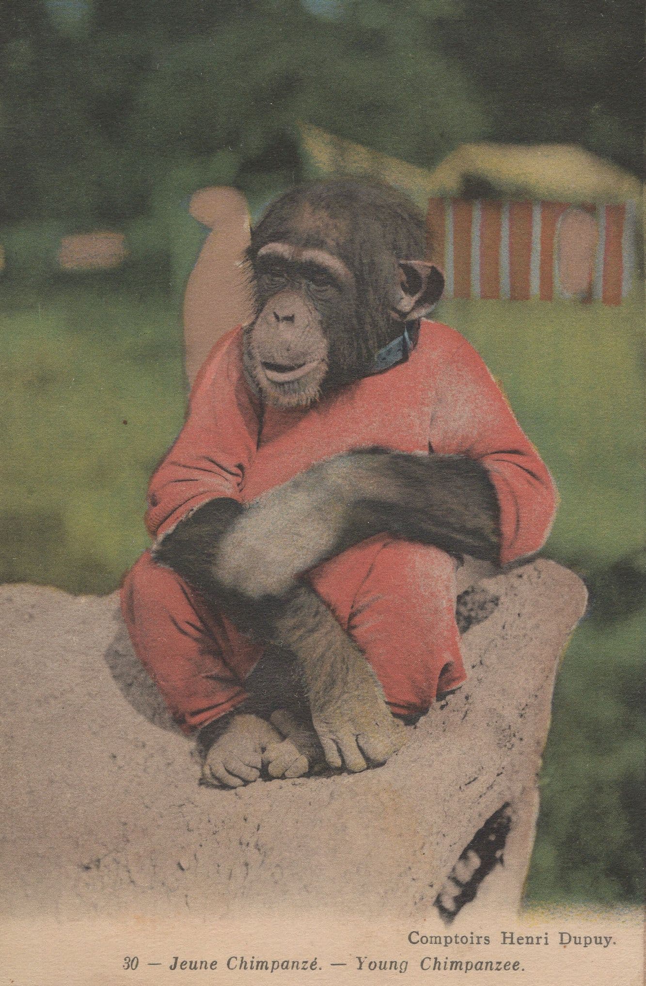 Young Chimpanzee Looking Like American Prisoner French Old Postcard