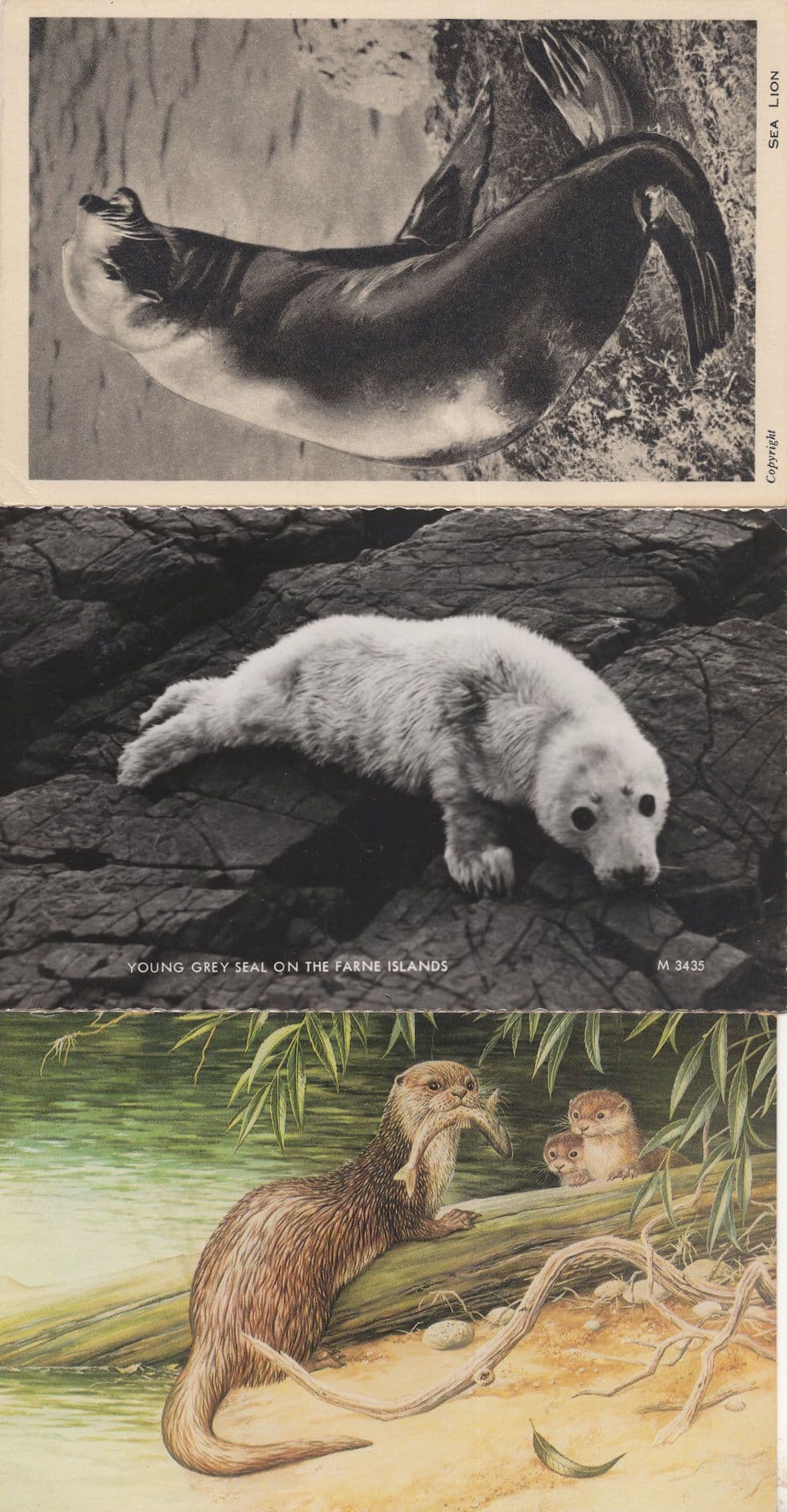 Young Grey Seal Sea Lion London Zoo 3x RPC Postcard s