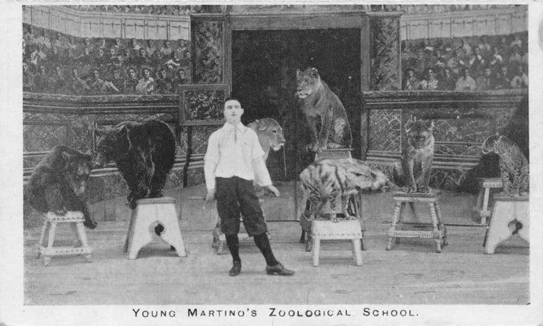 Young Martino's Zoological School Circus Animal Training Sheffield Old Postcard